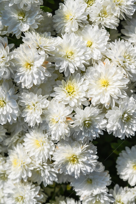 Скачать Белые цветы Ледяной земли с хризантемами, сфотографированные очень близко, заполняют кадр, чистый цветочный фон идеально подходит для открыток, поздравительных открыток и минималистичного дизайна фотосток Ozero