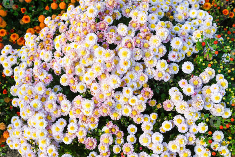 Скачать Розовые и белые цветы хризантемы типа маргаритки с желтыми серединками, густо растущие в саду. Осенний цветочный фон с естественным наружным освещением. фотосток Ozero