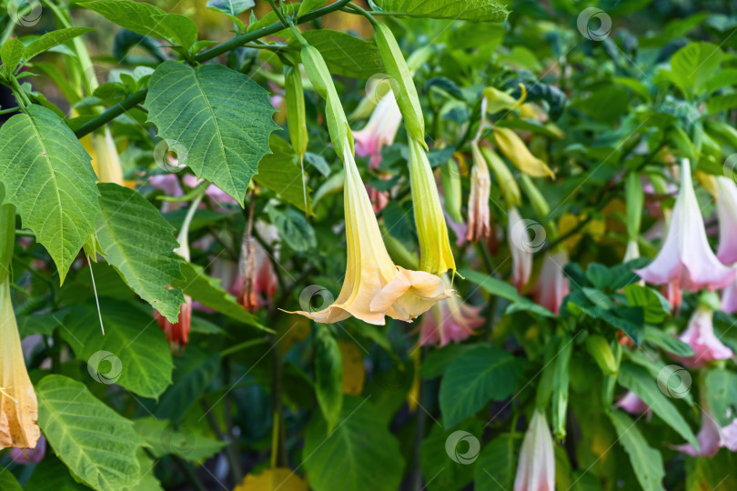 Скачать Нежная желтая и розовая бругмансия цветет пышной листвой в тихом саду, освещенном нежным солнечным светом в тропическом стиле фотосток Ozero