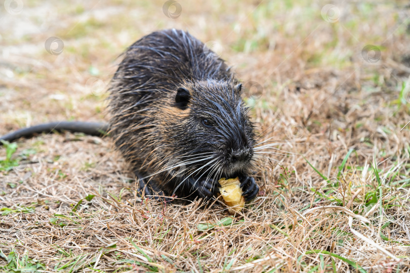 Скачать Нутрия Myocastor coypus ест банан на улице у воды. Коричневый мохнатый грызун с усиками и перепончатыми лапками сидит на земле при дневном свете. фотосток Ozero