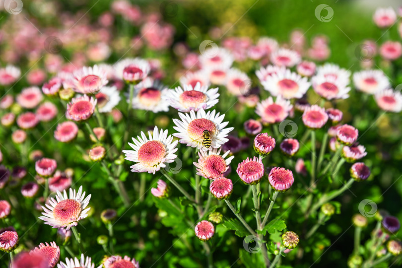 Скачать Цветы хризантемы Медея, цветущие в саду, с розовыми серединками, белыми лепестками и журчалкой на естественном цветочном фоне фотосток Ozero