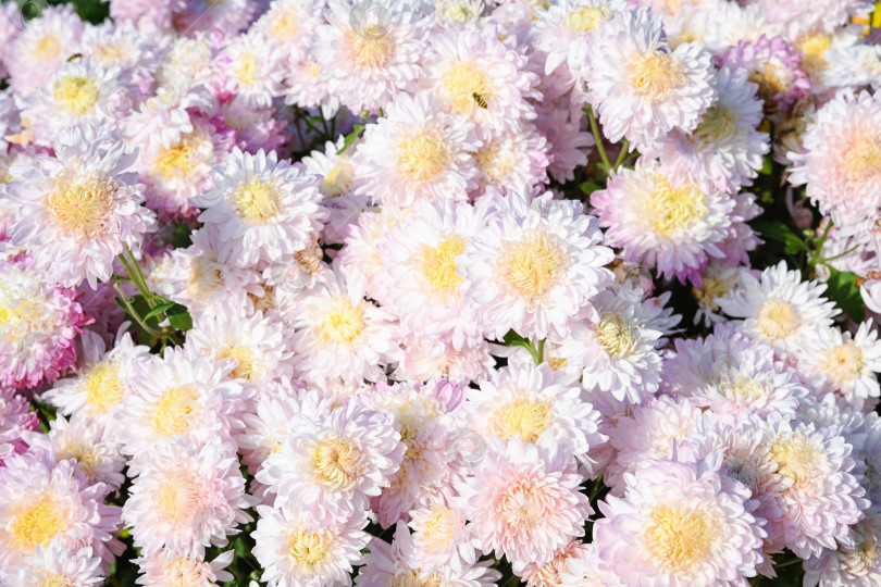 Скачать Нежно-розовая корейская хризантема "Розовый фламинго" с желтыми серединками в полном цвету, создавая нежный цветочный ковер в лучах яркого осеннего солнца. фотосток Ozero