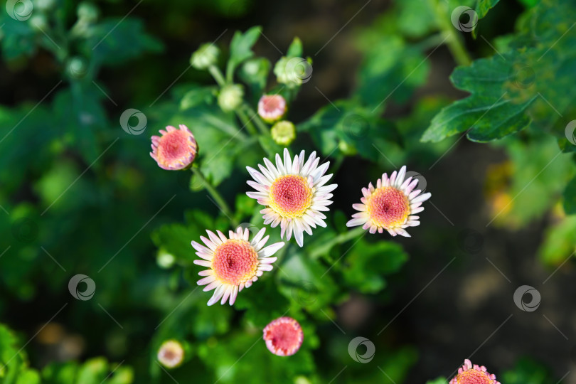 Скачать Цветущая хризантема Медея с нежно розовыми, желтыми сердцевинами и белыми лепестками, растущая на открытом воздухе, на фоне зеленой листвы и естественных садовых цветов фотосток Ozero