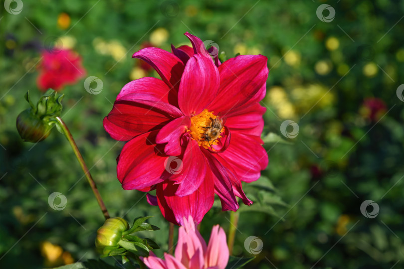 Скачать Пчелы опыляют розовый цветок георгина в саду, макросъемка пейзажа природы с мягкими лепестками и желтой серединкой, летняя концепция биоразнообразия фотосток Ozero