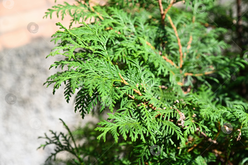 Скачать Крупный план свежей зеленой листвы туи с детализированной гаммой, как у листьев в солнечном свете. Натуральная текстура вечнозеленой хвои с мягким размытием фона фотосток Ozero