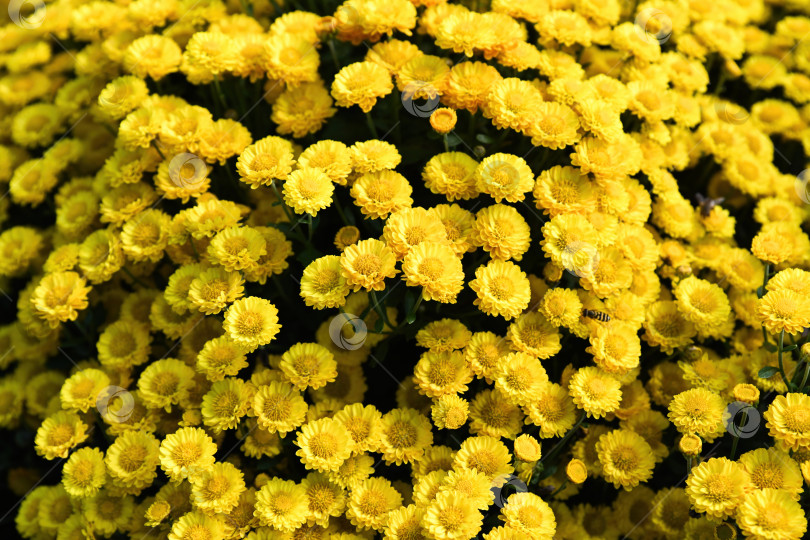 Скачать Ярко-желтая хризантема Dora orange в полном цвету создает яркую цветочную текстуру, символизирующую осеннее тепло и жизнерадостную красоту сада. фотосток Ozero