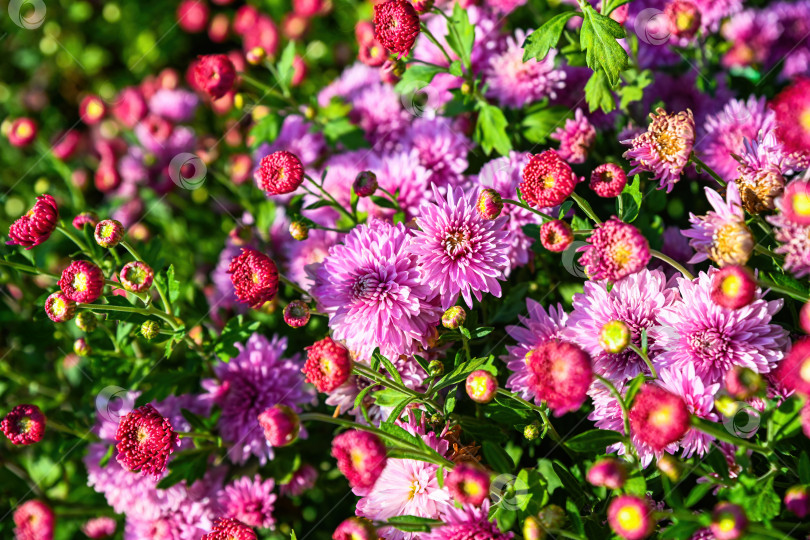 Скачать Цветущая корейская хризантема Окишор с розово-фиолетовыми цветами и красными бутонами на садовой клумбе. Пышные растения, растущие на открытом воздухе на нежно-зеленом фоне фотосток Ozero