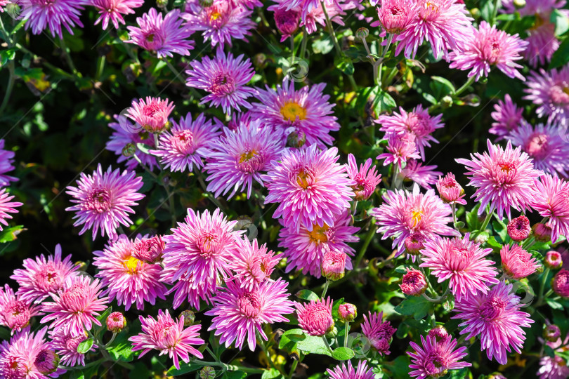 Скачать Прекрасные розовые цветы хризантемы Серебрянная ладья, распускающиеся в саду под ярким солнечным светом, являются символом осеннего сезона и свежести. фотосток Ozero