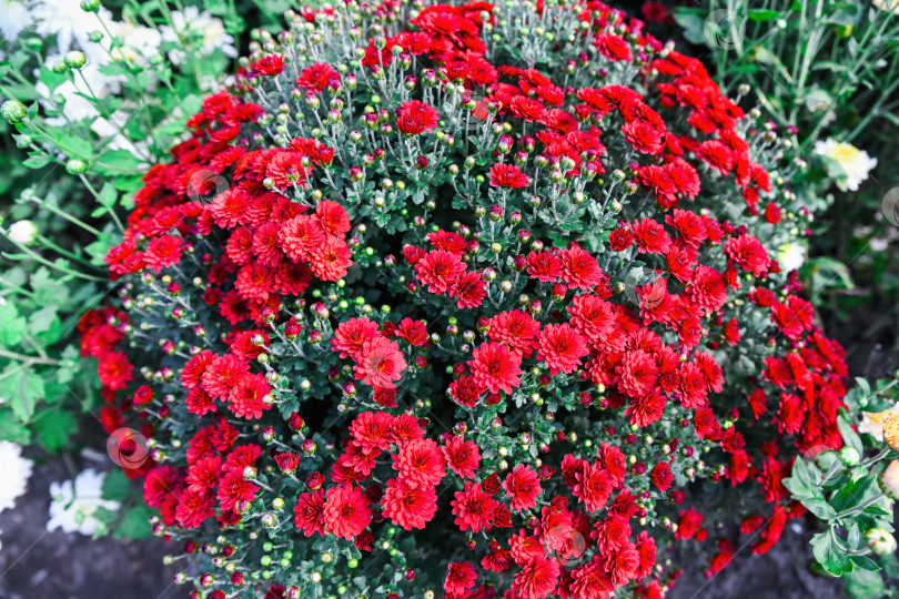 Скачать Круглый куст красной хризантемы Гномик в полном цвету. Декоративное осеннее растение плотной шарообразной формы для украшения сада. фотосток Ozero
