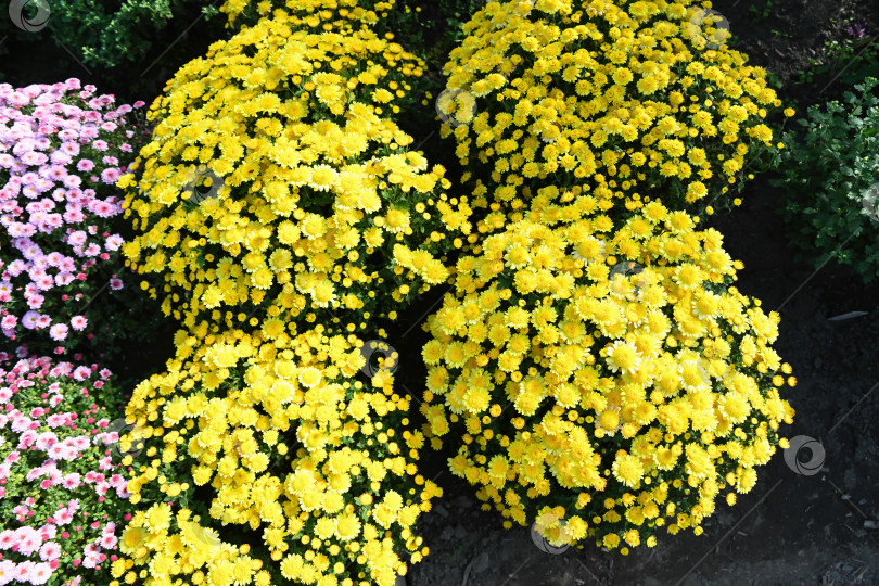 Скачать Желтая помпонная хризантема, цветущая на садовой клумбе. Густые круглые кусты, покрытые мелкими цветами, растут на открытом воздухе на фоне темной почвы фотосток Ozero
