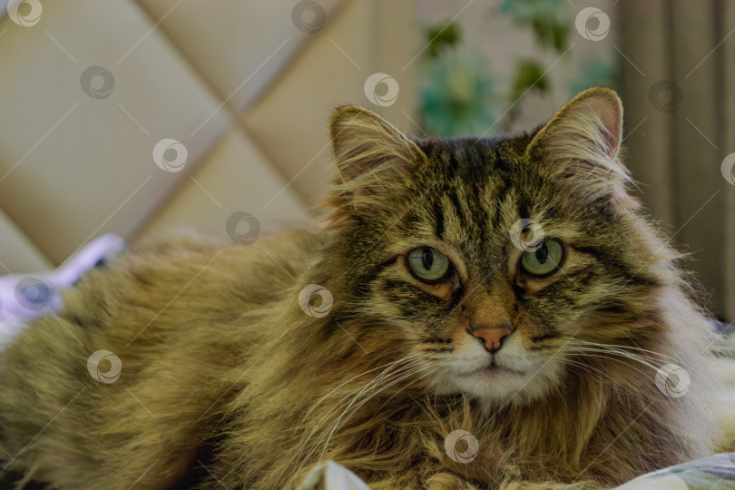 Скачать Милый кот лежит на кровати дома, крупный план фотосток Ozero