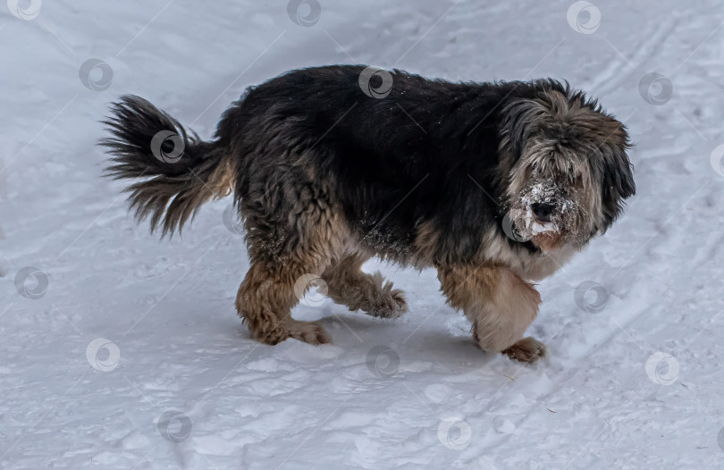 Скачать пастушья длинношёрстная каталонская овчарка фотосток Ozero