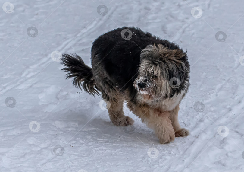 Скачать пастушья длинношёрстная каталонская овчарка фотосток Ozero