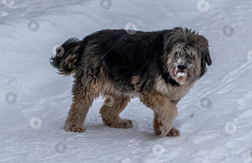 Скачать Собака Каталонская овчарка с длинной лохматой шерстью коричневого и чёрного цвета. Она стоит на снегу. фотосток Ozero