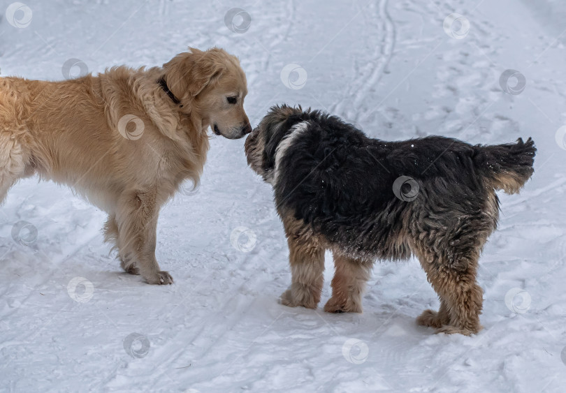 Скачать Золотистый ретривер и Каталонская овчарка фотосток Ozero