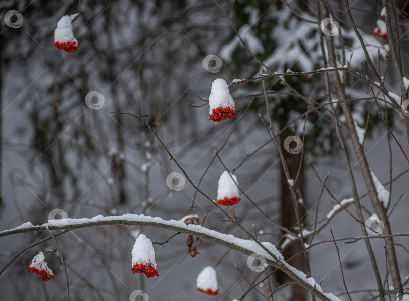 Скачать Гроздья рябины (Sorbus aucuparia) на снегу. фотосток Ozero