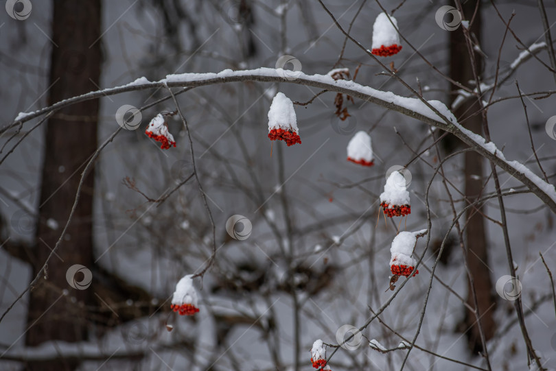 Скачать Гроздья рябины (Sorbus aucuparia) на снегу. фотосток Ozero