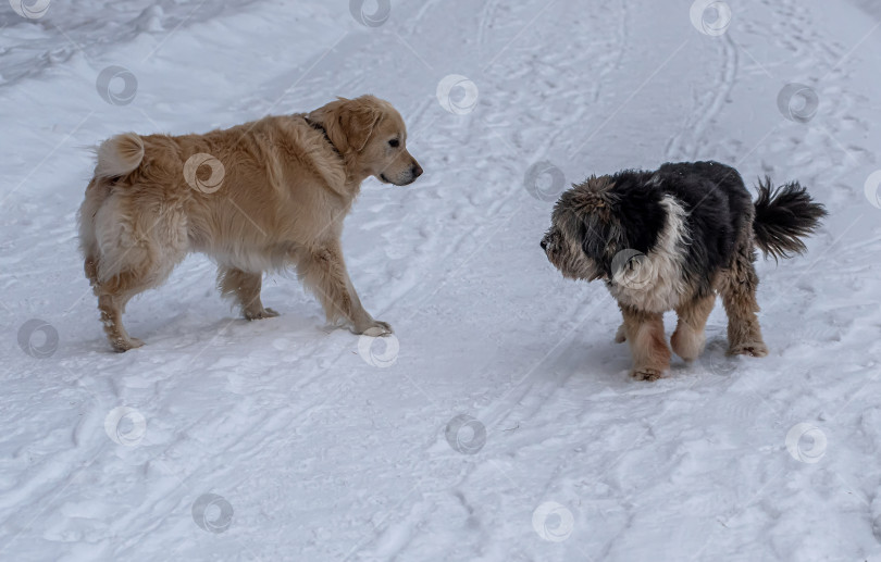 Скачать Две собаки, золотистый ретривер и каталонская овчарка, встретились на зимней дороге фотосток Ozero