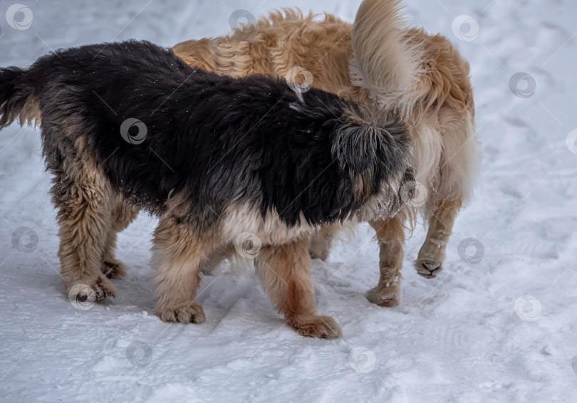 Скачать Две собаки, золотистый ретривер и каталонская овчарка, встретились на зимней дороге фотосток Ozero