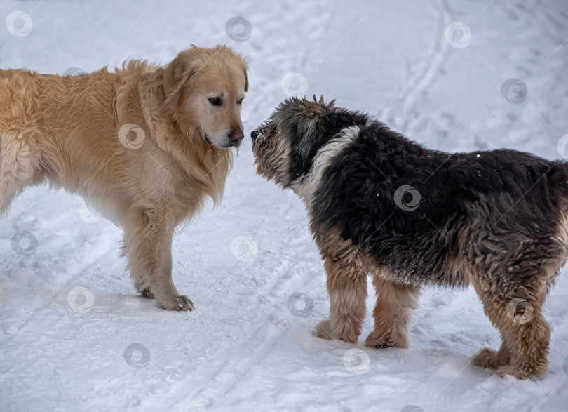 Скачать Две собаки, золотистый ретривер и каталонская овчарка, встретились на зимней дороге фотосток Ozero