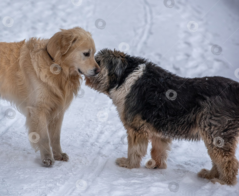 Скачать Две собаки, золотистый ретривер и каталонская овчарка, встретились на зимней дороге фотосток Ozero