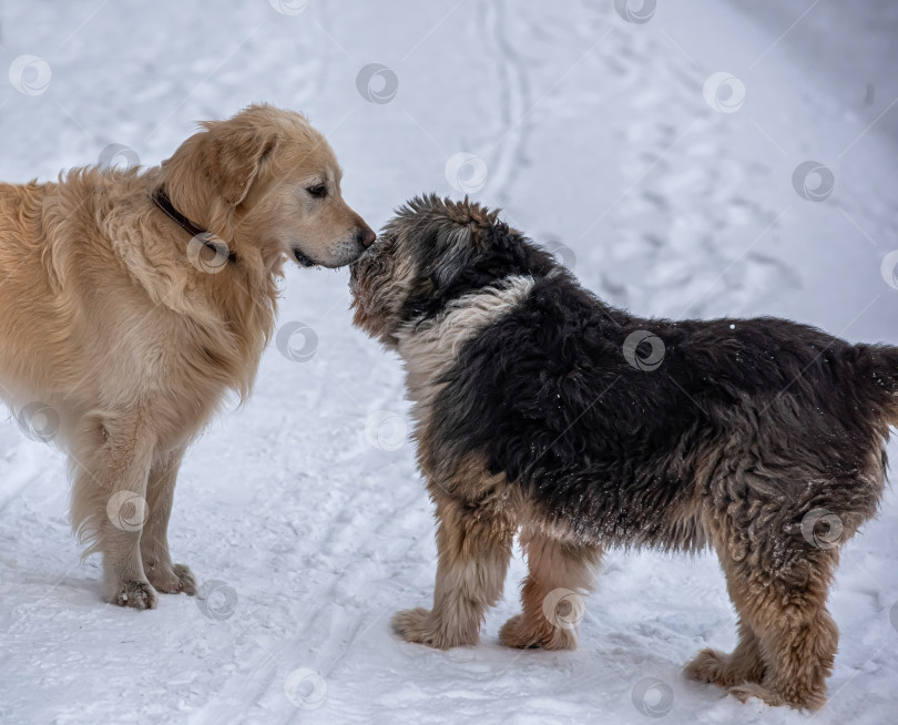 Скачать Две собаки, золотистый ретривер и каталонская овчарка, встретились на зимней дороге фотосток Ozero