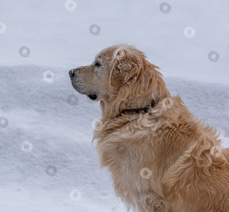 Скачать Золотистый ретривер (голден-ретривер) — Порода охотничьих собак, выведенная в Великобритании в XIX веке. фотосток Ozero