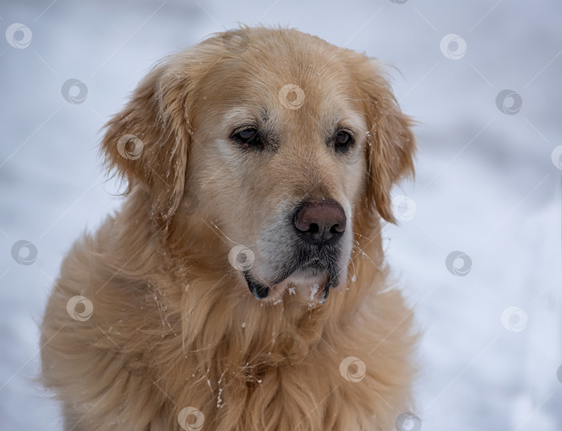 Скачать Золотистый ретривер (голден-ретривер) — Порода охотничьих собак, выведенная в Великобритании в XIX веке. фотосток Ozero