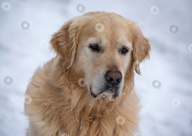 Скачать Золотистый ретривер (голден-ретривер) — Порода охотничьих собак, выведенная в Великобритании в XIX веке. фотосток Ozero