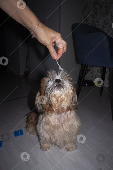 Скачать собака ши тцу фотосток Ozero