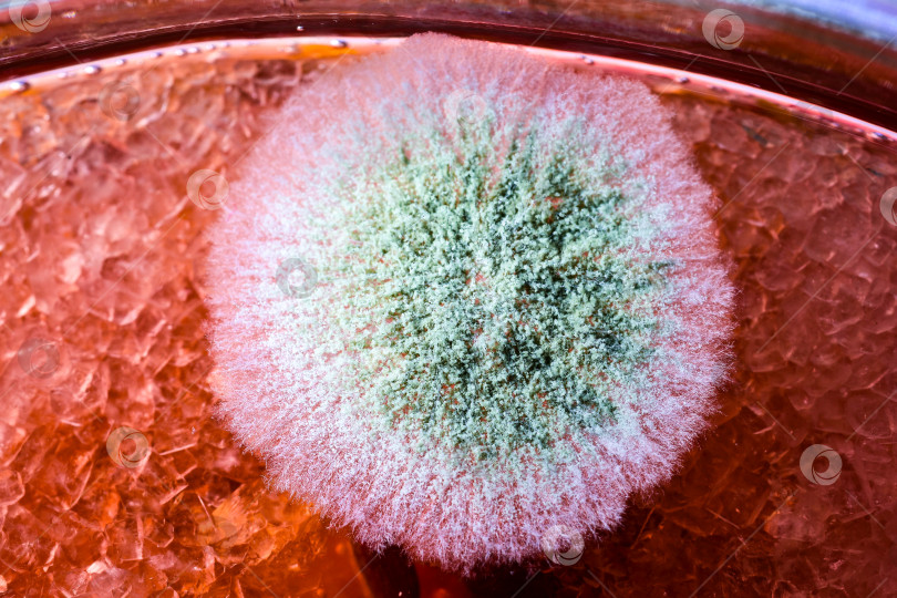 Скачать Заплесневелость. фотосток Ozero