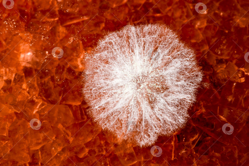 Скачать Плесень. фотосток Ozero