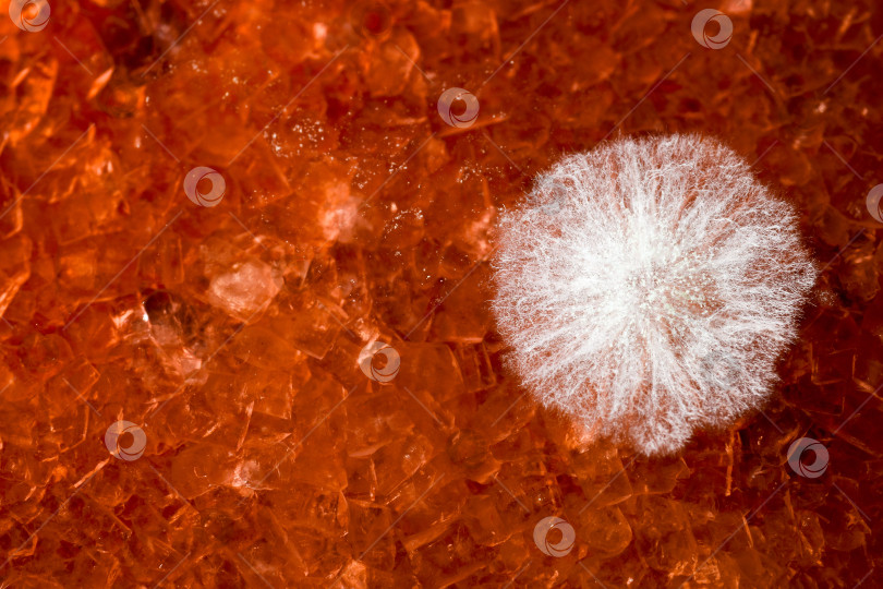 Скачать Белая плесень. фотосток Ozero