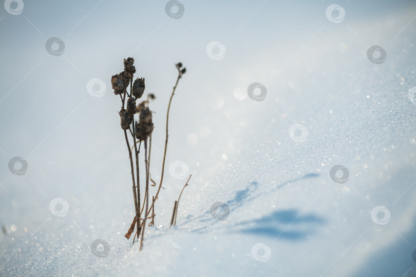 Скачать Высохшие стебли растений, торчащие из-под слоя сверкающего белого снега, создают резкий контраст с холодным зимним пейзажем с длинными тенями, отбрасываемыми солнечным светом фотосток Ozero