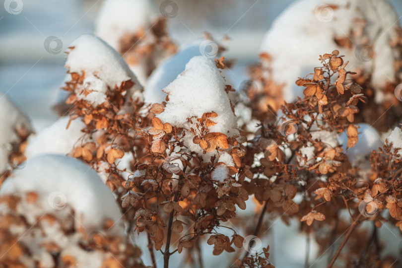 Скачать Засохшие головки гортензии, покрытые свежим белым снегом в холодный зимний день, крупный план увядших цветов и веток, демонстрирующих хрупкую текстуру и тихую сезонную неподвижность. фотосток Ozero