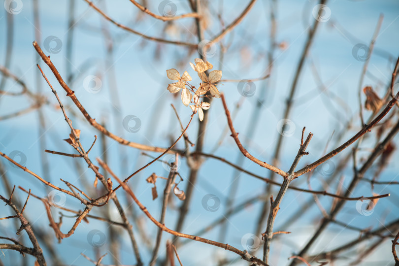 Скачать Сухие коричневые ветви и увядшие цветы гортензии на фоне бледного зимнего неба, спокойный крупный план, демонстрирующий хрупкую упругость, мягкое боке и спокойную сезонную текстуру. фотосток Ozero