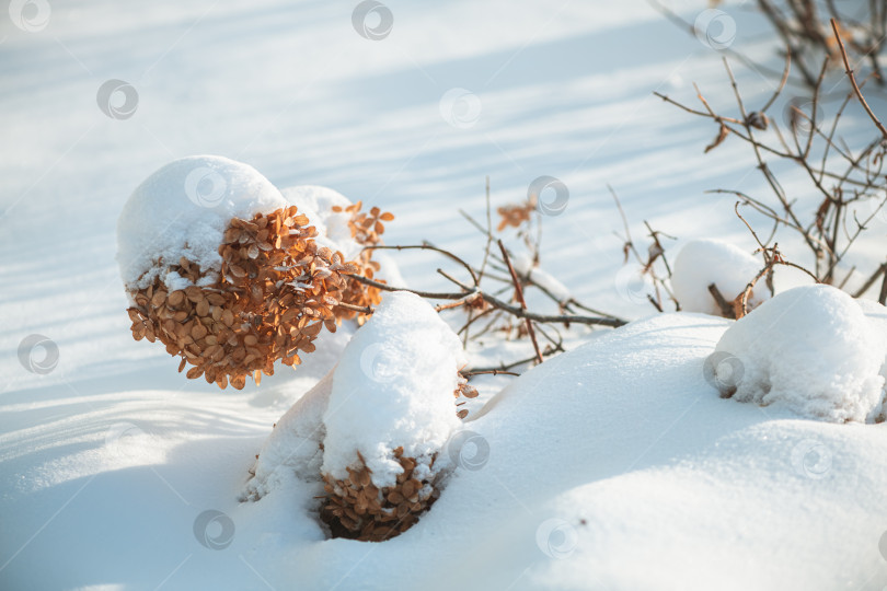 Скачать Высушенные цветы гортензии коричневого цвета демонстрируют упругость, появляясь из-под толстого слоя белого снега в солнечный зимний день, олицетворяя красоту природы и смену времен года. фотосток Ozero