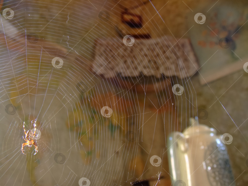 Скачать Паук в тонкой утренней паутине фотосток Ozero