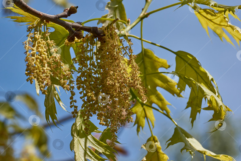 Скачать Красный дуб (лат. Quercus rubra) цветет, распускаются соцветия. фотосток Ozero