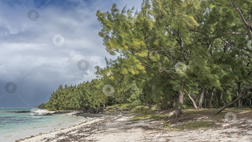Скачать Тропический песчаный пляж без людей. Сухие водоросли на белом песке. фотосток Ozero