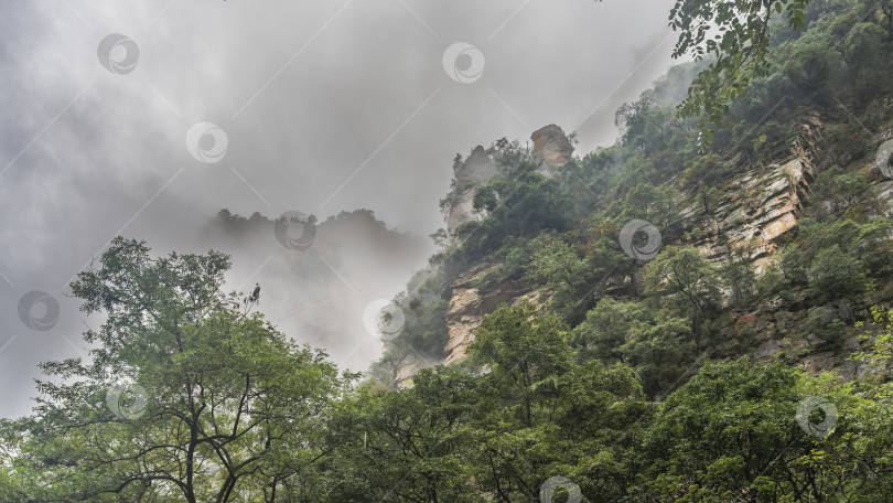 Скачать Горный туманный пейзаж. На крутых склонах растет зеленая растительность фотосток Ozero