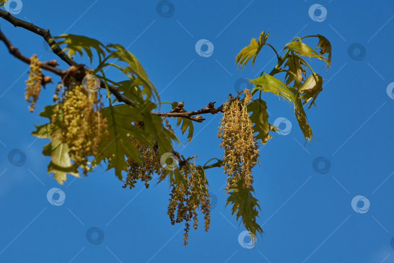 Скачать Красный дуб (лат. Quercus rubra) цветет, распускаются соцветия. фотосток Ozero