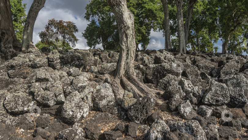 Скачать Деревья растут на каменистой почве. Обнаженные корни среди валунов на склоне холма фотосток Ozero