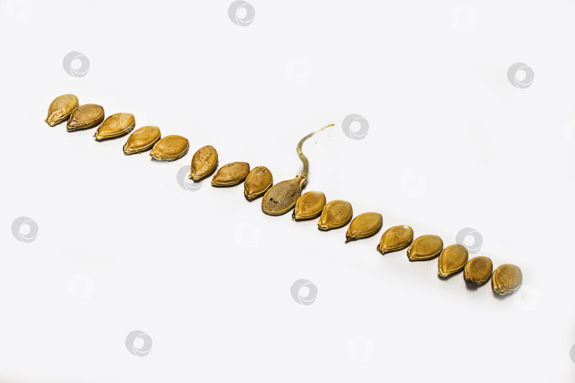 Скачать семена тыквы фотосток Ozero