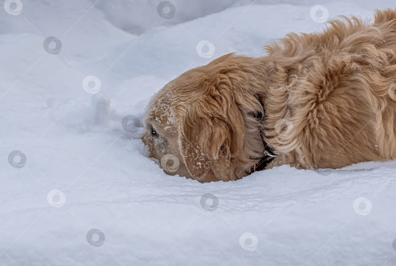 Скачать Собака породы Золотистый ретривер Лабрадор фотосток Ozero