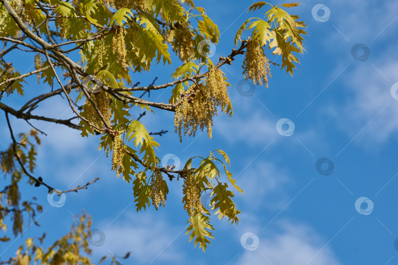 Скачать Красный дуб (лат. Quercus rubra) цветет, распускаются соцветия. фотосток Ozero