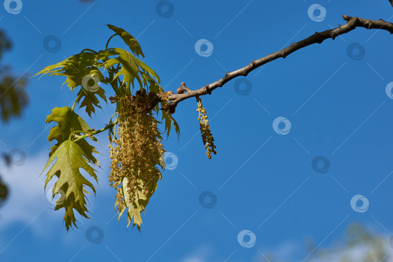 Скачать Красный дуб (лат. Quercus rubra) цветет, распускаются соцветия. фотосток Ozero