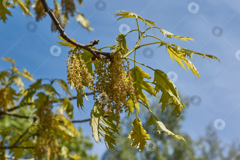 Скачать Красный дуб (лат. Quercus rubra) цветет, распускаются соцветия. фотосток Ozero