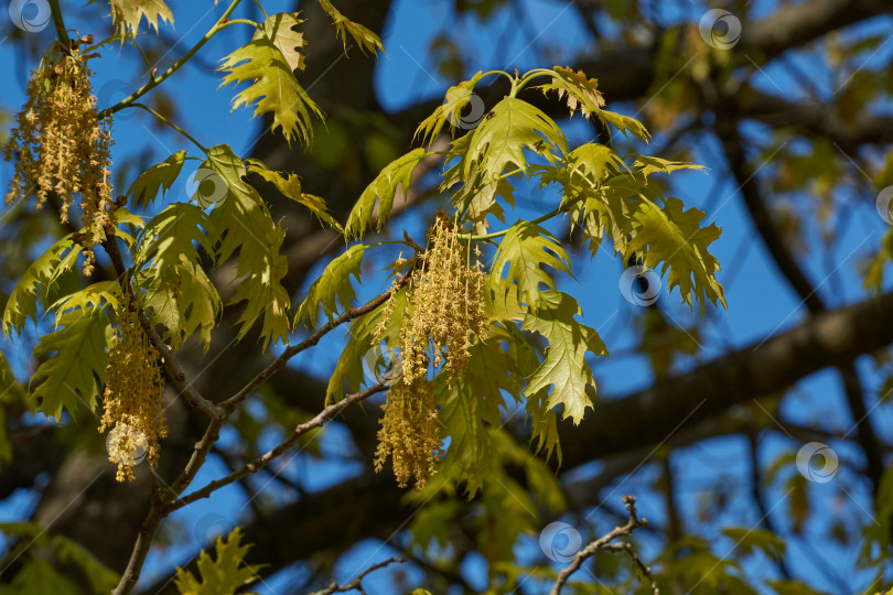 Скачать Красный дуб (лат. Quercus rubra) цветет, распускаются соцветия. фотосток Ozero