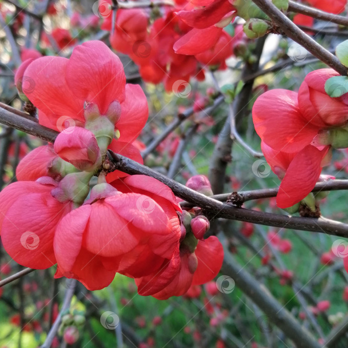 Скачать цветок граната фотосток Ozero